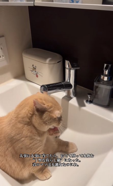 左前足を舐めている猫