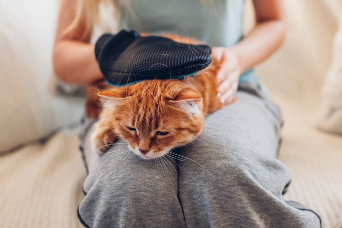 膝の上でブラッシング中の茶トラ猫