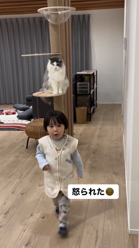 遊んでいる猫と子供