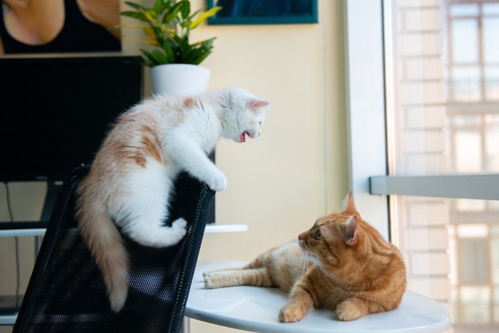 茶トラ猫に八つ当たりする猫