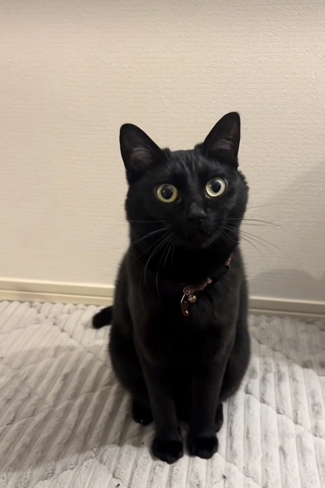 カーペットの上に座る黒猫