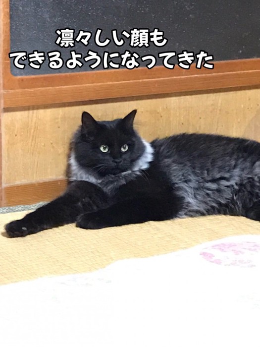 寝そべる猫