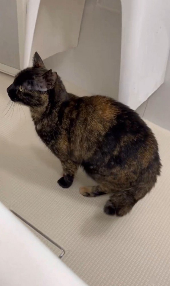 風呂場にいる猫（横向き）