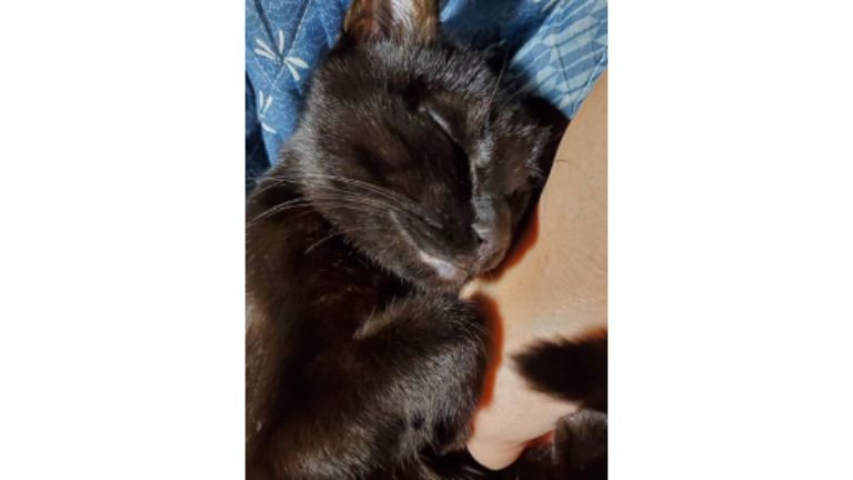 寝ている黒猫
