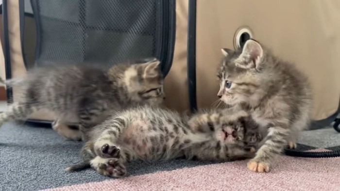 子猫のじゃれ合い