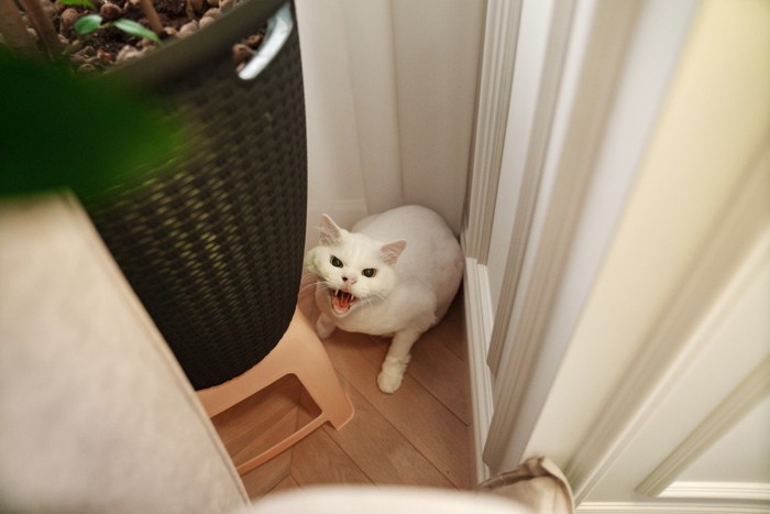 部屋の隅で威嚇する猫