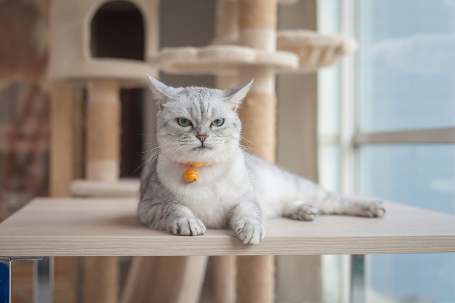 不機嫌な表情を浮かべる猫