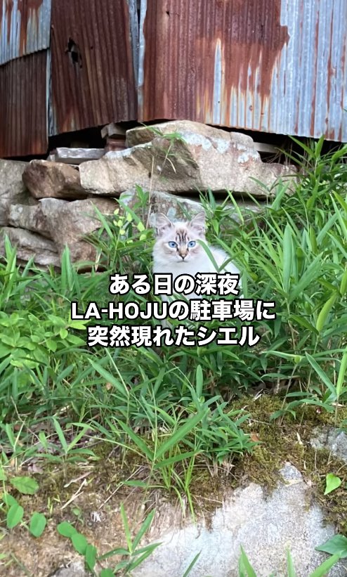 草の中にいる猫