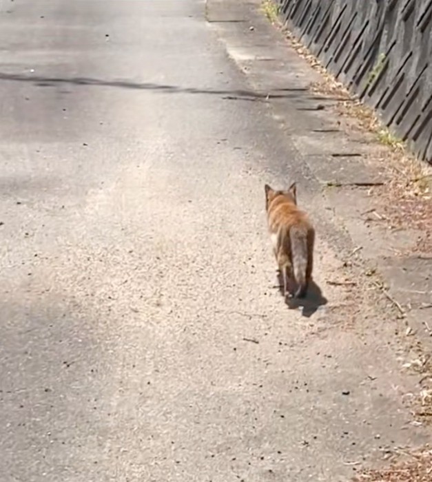 誘導するお母さん猫