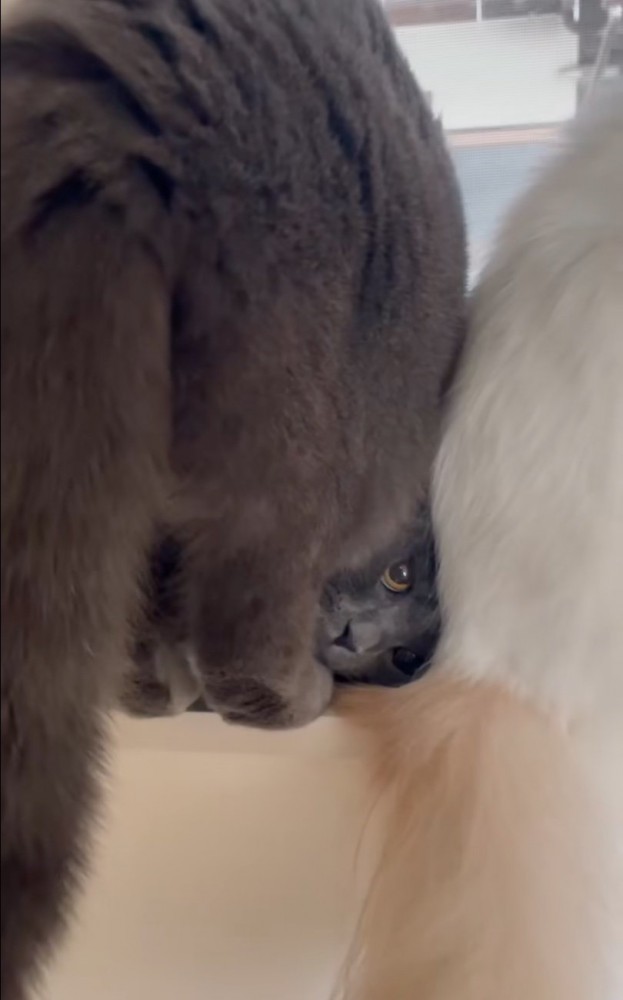 振り向きポーズの猫