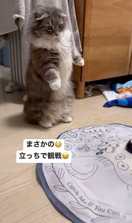二本足で立つ猫