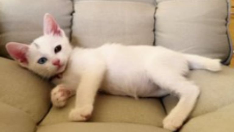 椅子に座っている子猫