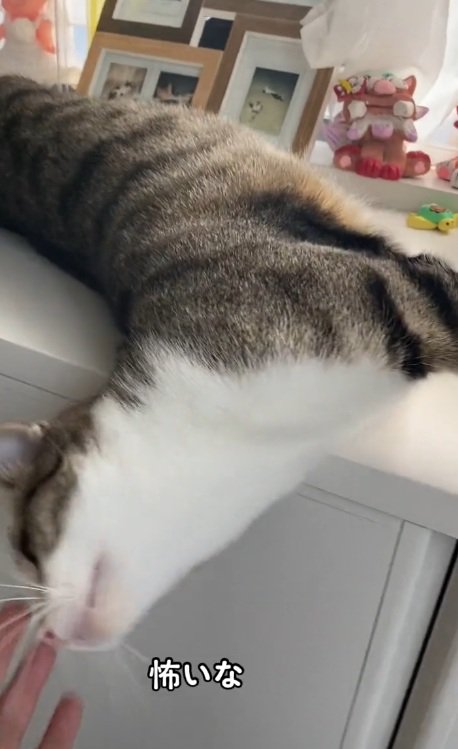 台の上から首を伸ばしている猫