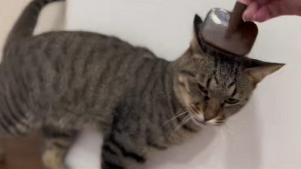 ブラッシングされる猫