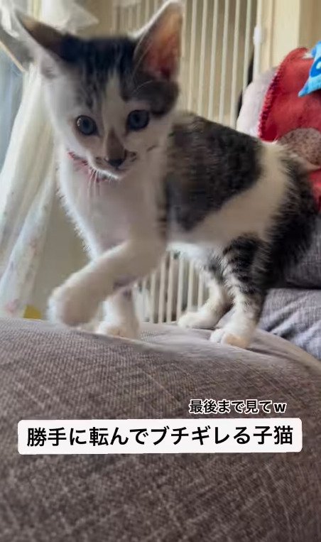 ソファーの上で怒る猫