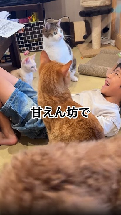笑顔の子どもとおもちゃを見る3匹の猫たち