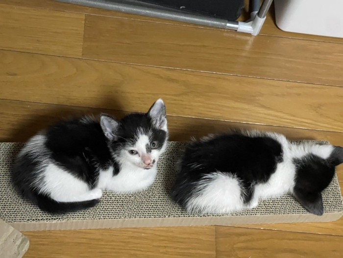 黒白柄の子猫2匹