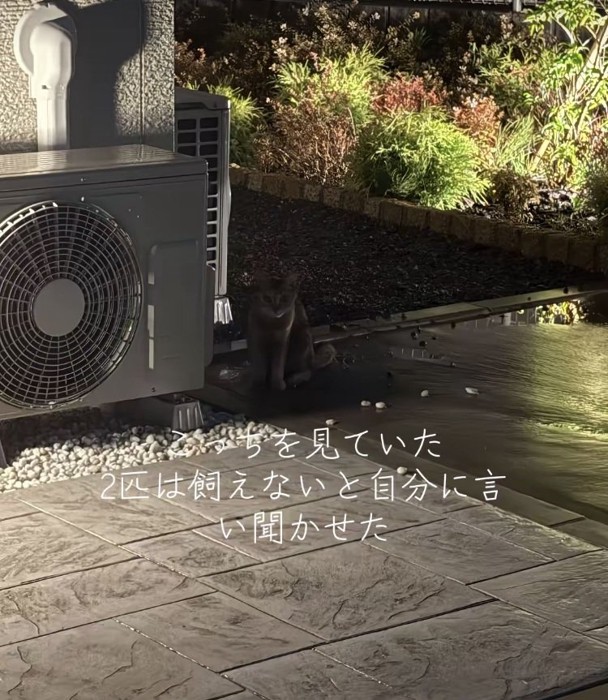 家の前で飼い主さんを見るキジトラ猫