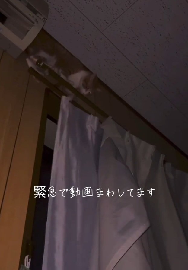 深夜2時に動くこっちゃん