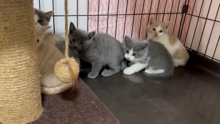 固まる子猫たち