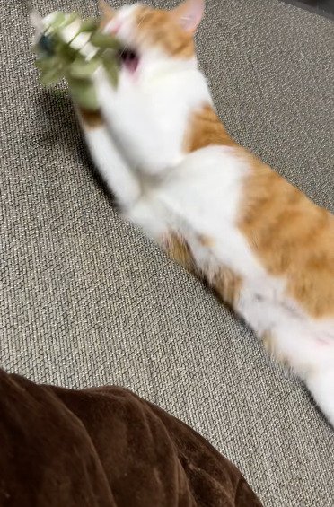 おもちゃで白熱する猫