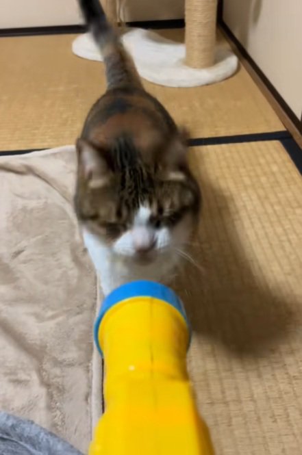 おもちゃから出た球が顔に命中したマンチカン