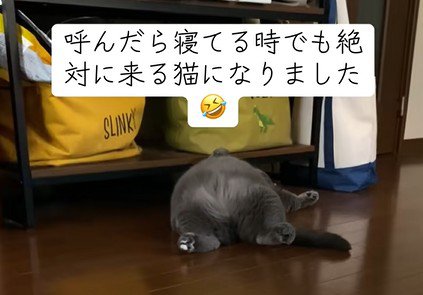 仰向けに寝る猫