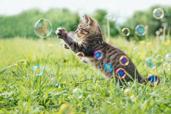 シャボン玉を追いかける猫