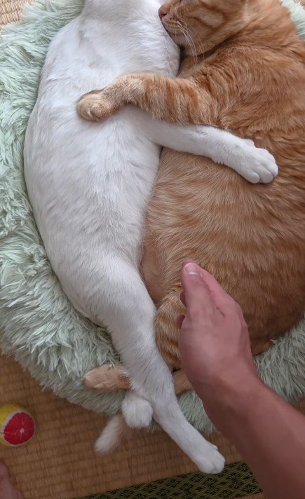くっついて眠る2匹の猫