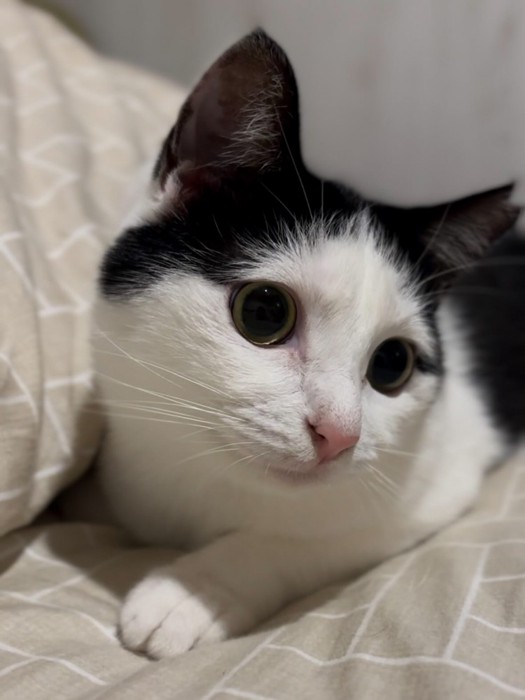 座っているおこめちゃん