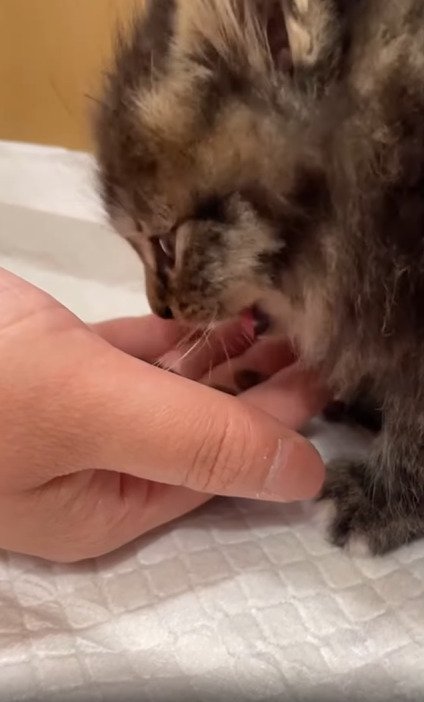 手からご飯を食べる子猫