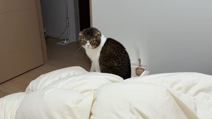 人間のベッドに座り込む猫