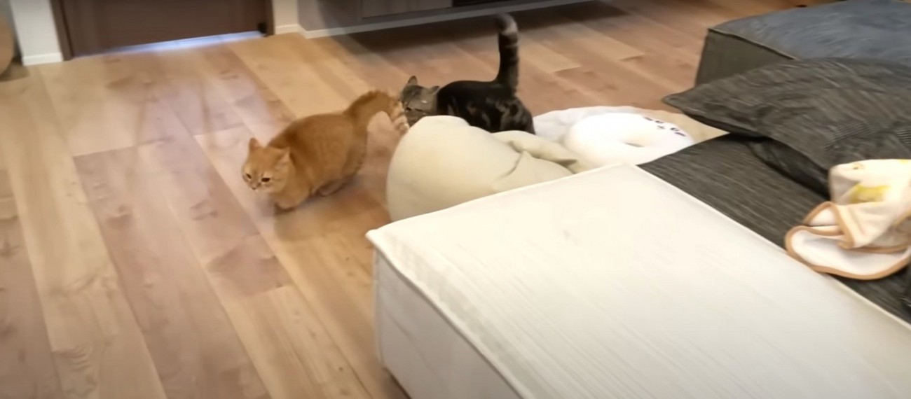 追いかけっこをする2匹の猫