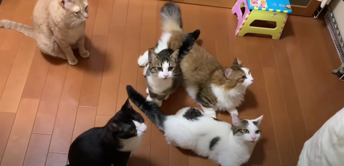 床に座っている5匹の猫