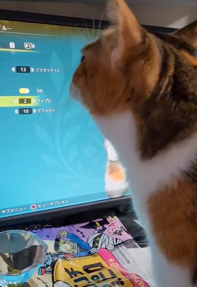 声に耳をすまして反応する猫