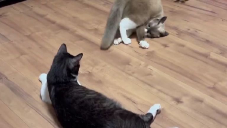 室内にいる猫たち