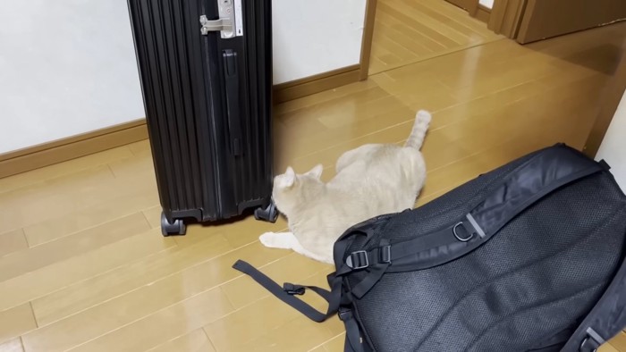 スリスリする猫