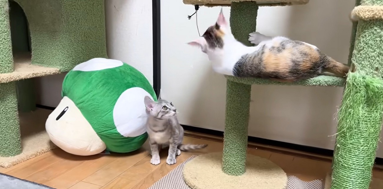 タワーで遊ぶ2匹の子猫