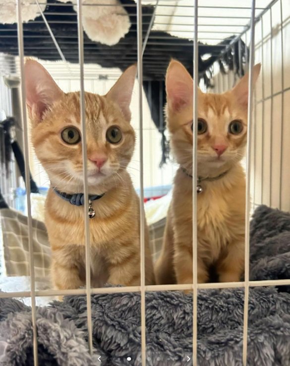 ケージの中にいる茶トラの兄弟猫