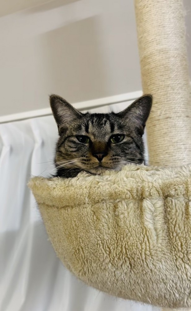 キャットタワーから飼い主を呼ぶキジトラ猫