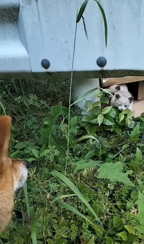 倒れた段ボールの中にいる2匹の子猫を見つめる柴犬