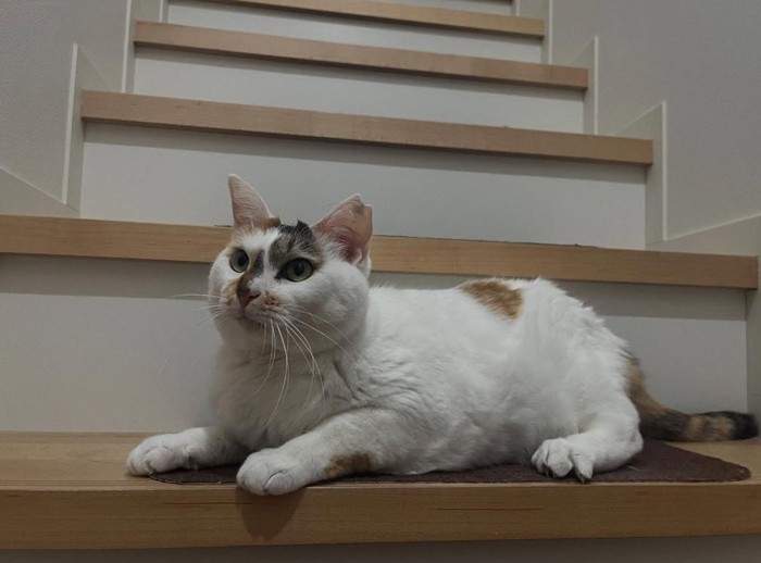 階段に座る猫
