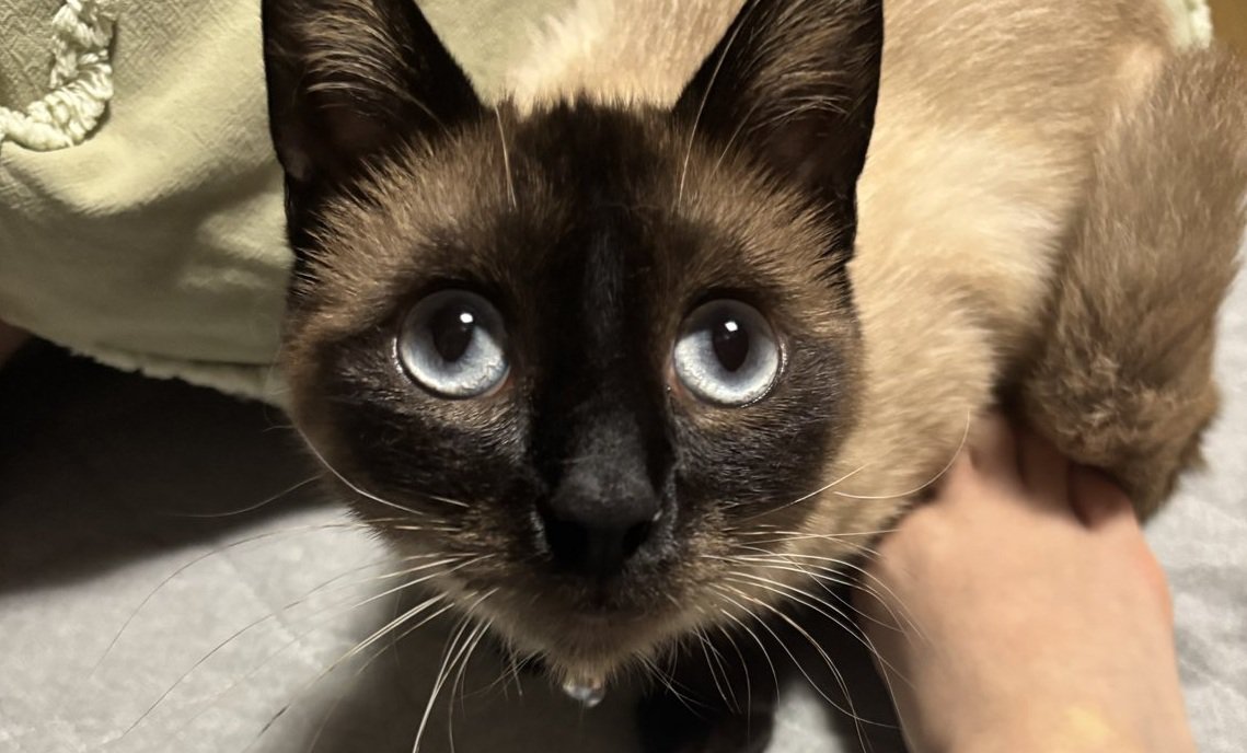 佇んでいるおこげちゃん