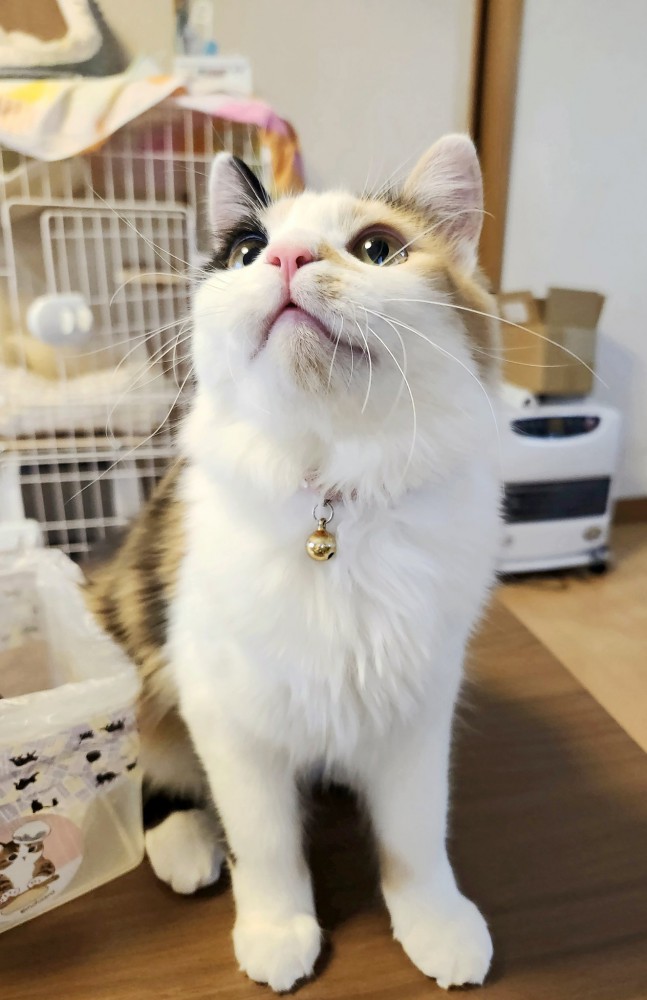 首元の鈴が見えるほど上を見上げる三毛猫