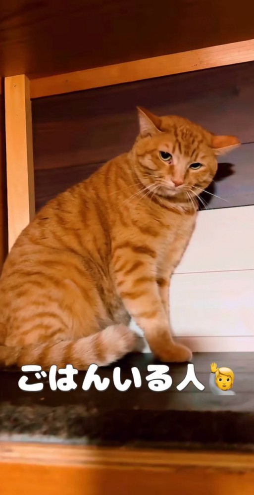 質問する飼い主さん