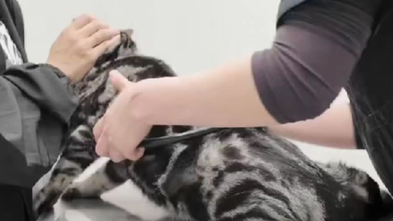 動物病院にいる猫