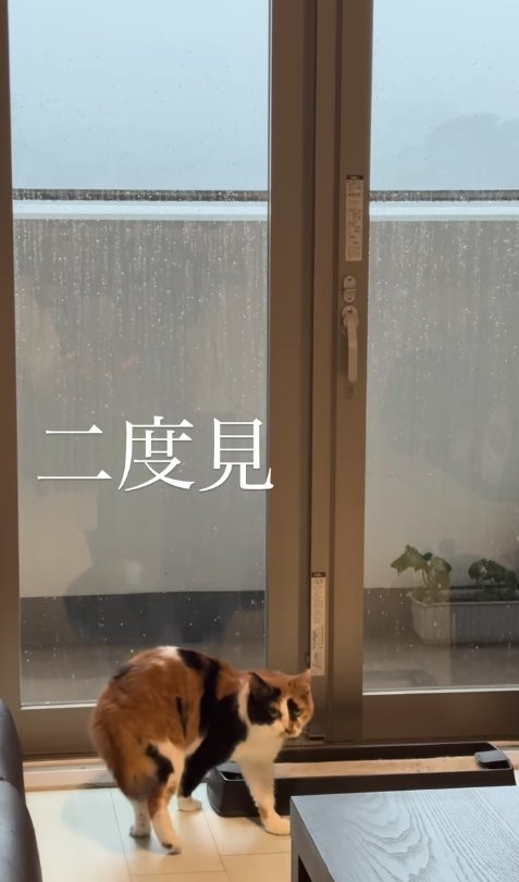 窓際にいるカメラ目線の猫