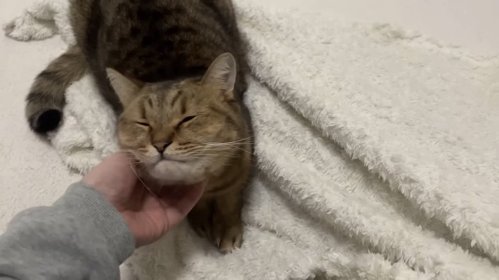 猫を撫でている写真