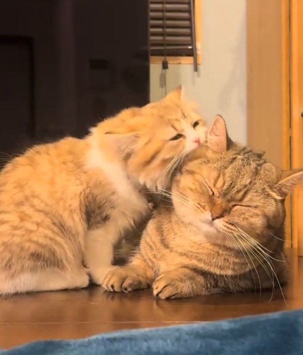 じゃれる2匹の猫