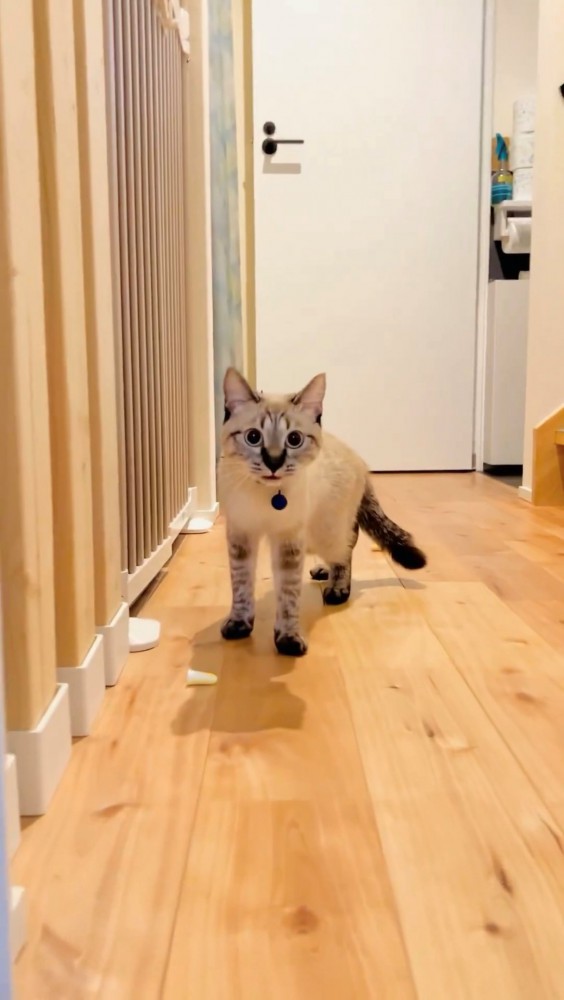 口を閉じたシャムトラ